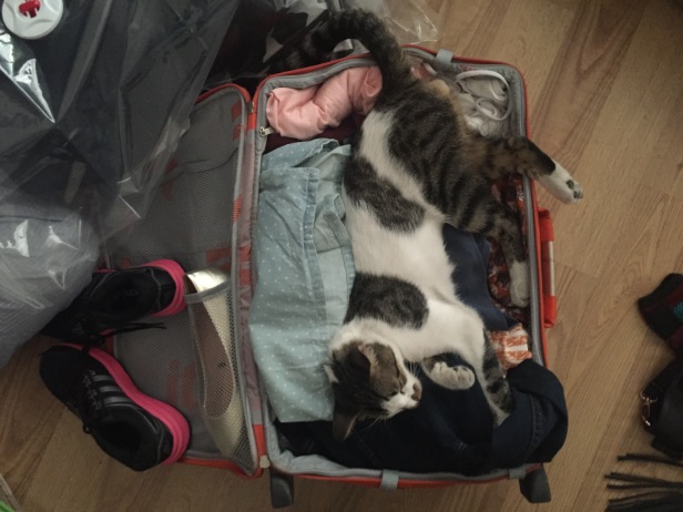 Packing to UK, Zeitun did not like it, but he has new good owner now.
